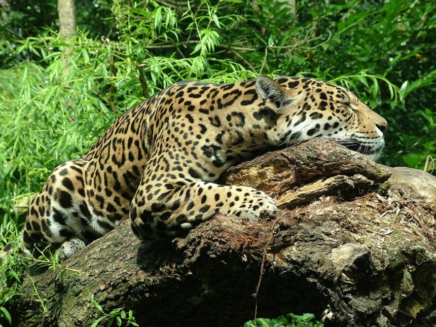 Rehabilitating Rescued Jaguars: A Step-by-Step Guide