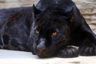 Hands-On Experiences: Volunteering for Jaguar Studies in Tulum