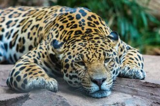 Behavioral Training Techniques for Rescued Jaguars