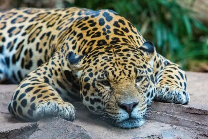 Behavioral Training Techniques for Rescued Jaguars