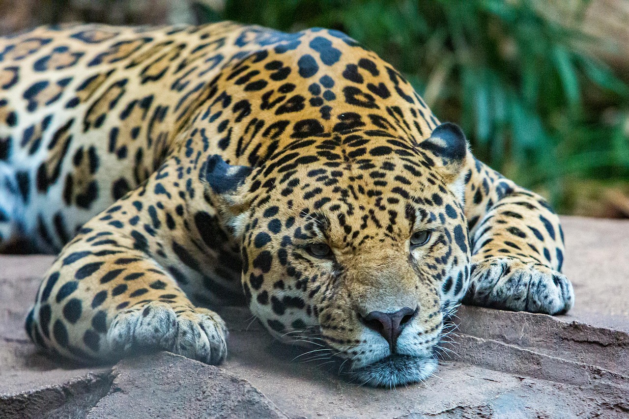 Behavioral Training Techniques for Rescued Jaguars
