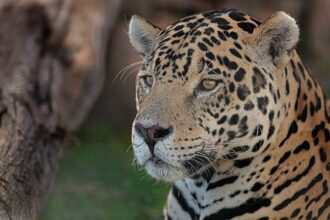 Creating Safe Enclosures for Rescued Jaguars