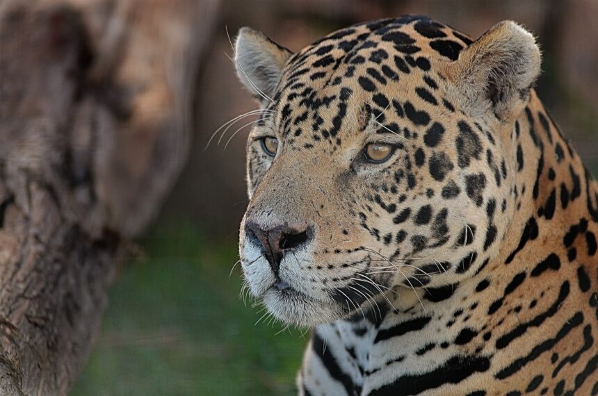 Creating Safe Enclosures for Rescued Jaguars