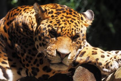 Understanding the Natural Habitat of Jaguars in Mexico