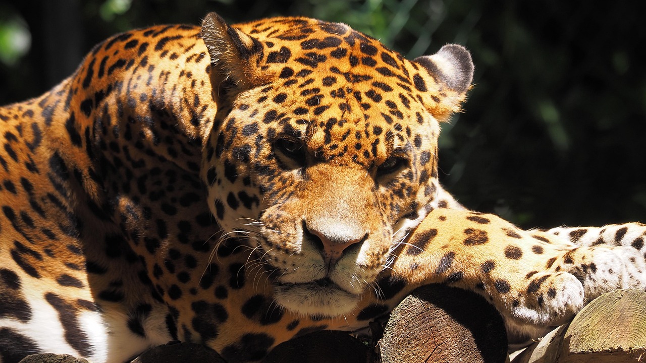 Understanding the Natural Habitat of Jaguars in Mexico