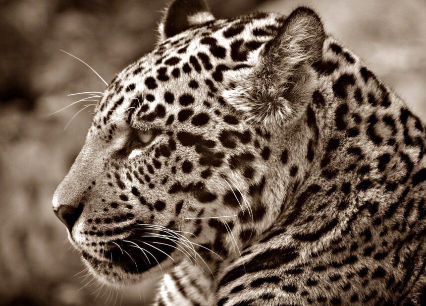 Ways to Get Involved in Jaguar Conservation Efforts in Tulum