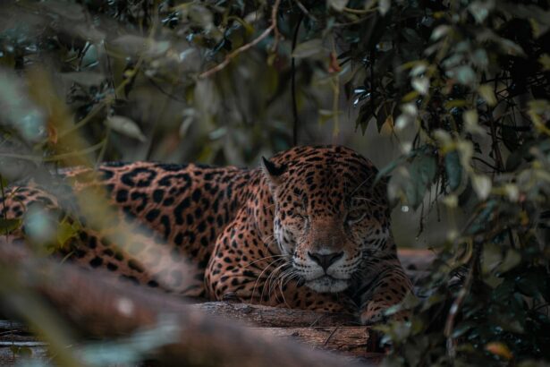 Jaguars and People: Building a Sustainable Future in Tulum