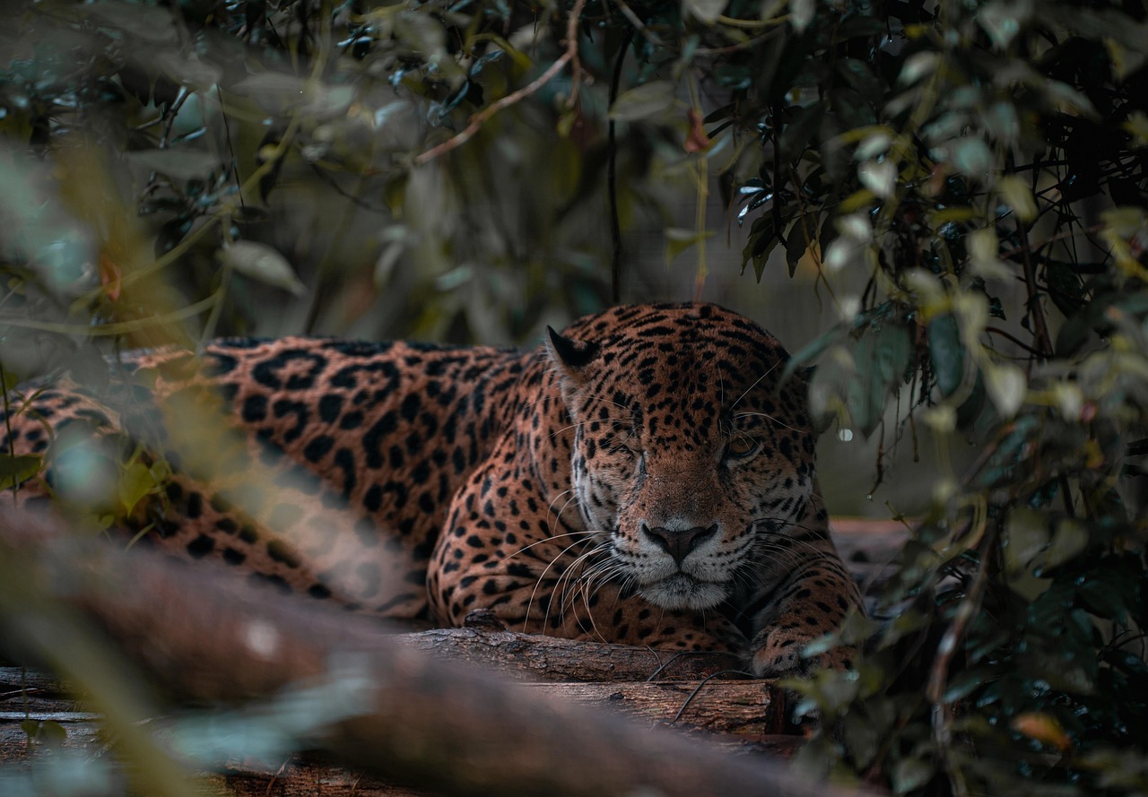 Jaguars and People: Building a Sustainable Future in Tulum