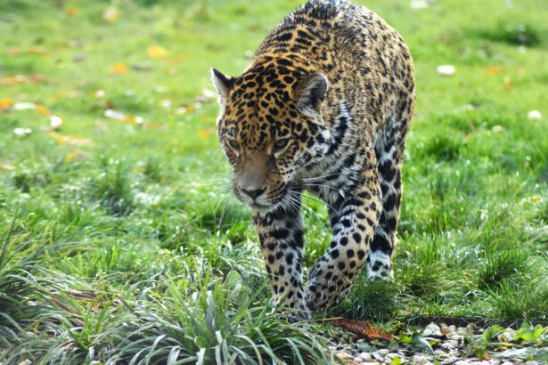 Jaguars in Mexico: A Deep Dive into Their Homes