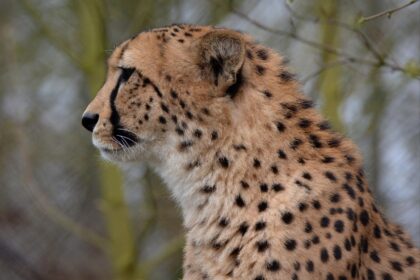 How Jaguars Maintain Biodiversity in Their Habitats