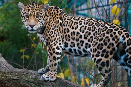 Empowering Locals: Community Initiatives for Jaguar Safety in Tulum