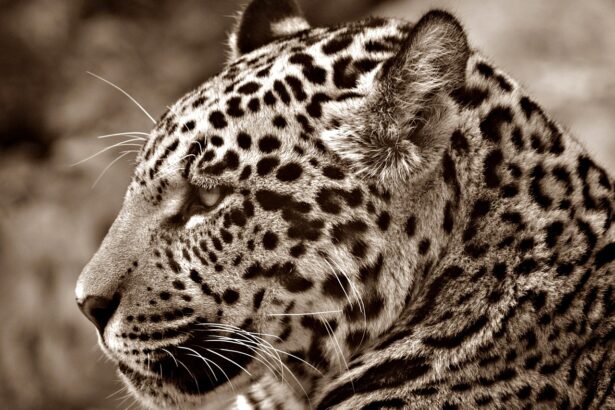 Fascinating Facts About Jaguar Behavior in the Wild